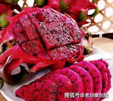 火龙果修剪技巧，如何让结果更多