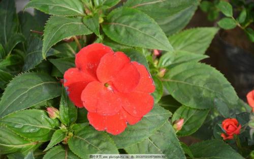 夏季花槽里的温度湿度挑战