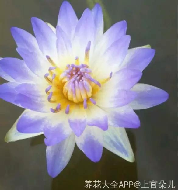 种植方法与注意事项