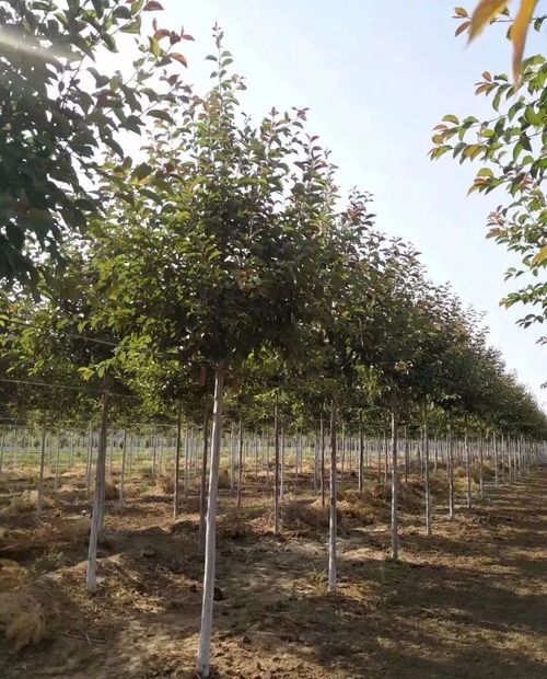 苗木外观识别，你真的懂吗？