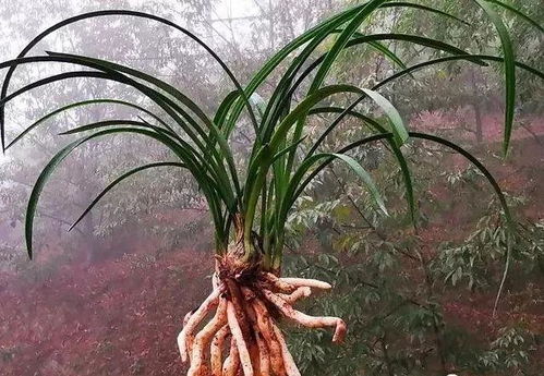 合理施肥，兰花才Neng长得好