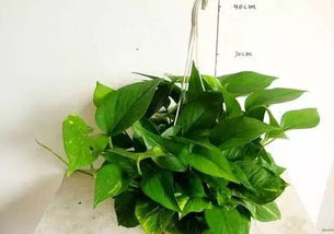 种草必备，先选对品种