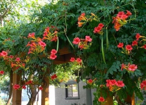 凌霄花可依家庭种植， 位置要选好