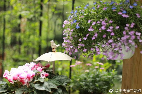 四季如春的奇迹