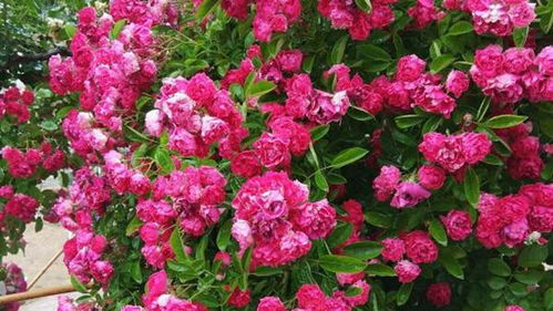 红色龙沙宝石：经典耐热之选