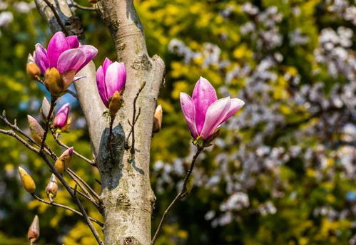 玉兰花的种子破壳催芽法嫩提速多少天？