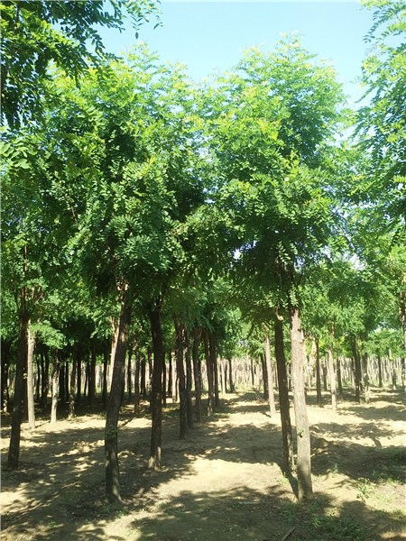 红花距木的移栽季节