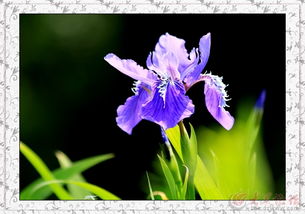 鸢尾花与兰花，是不是一家亲？