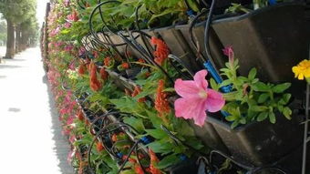 垂吊型长春花：稀有品种的欣赏