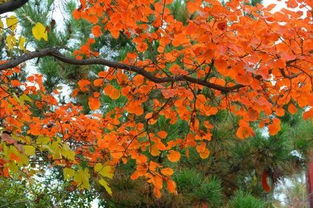 病虫害，得防治