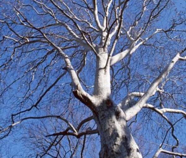 冬季树木的科学截枝技巧， 让你家的树geng美