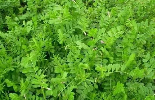 苗后以禾本科杂草为主的田块除草