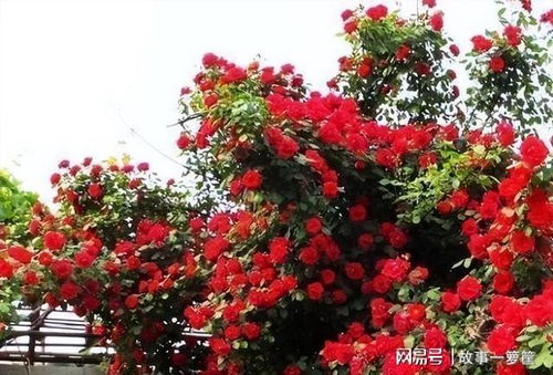 红木香花养殖全攻略：简单易行，轻松养出好风景！