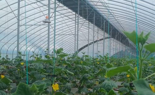 蔬菜大棚里的秘密武器：吡唑醚菌酯冲施效果揭秘