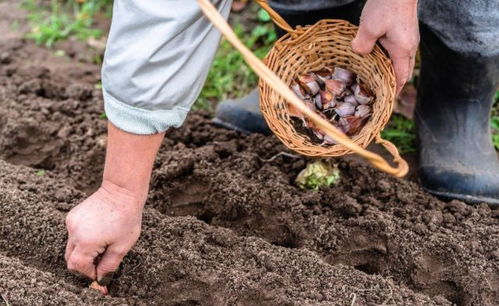 香樟树籽的奇妙之旅：播种时节的探讨