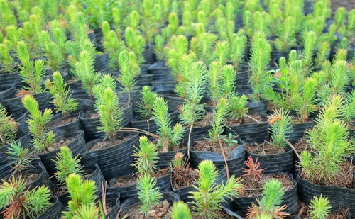 浇水也得有讲究