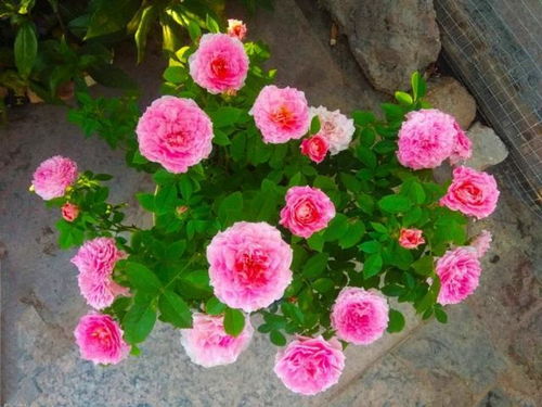 缓苗时长，因苗而异