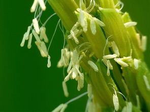 常见二年生花卉介绍