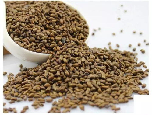 猫屎瓜富含多种营养成分，具有极高的经济价值