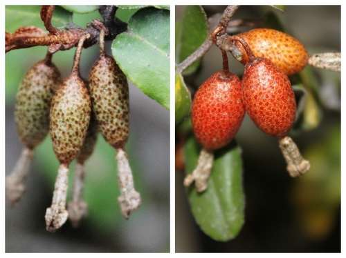 “春季或秋季哪个时间段种植菜瓜更适宜
