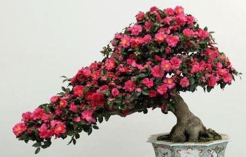 嫁接茶花的养护技术