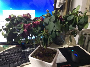 新买茶花打蔫，如何挽救