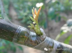 桃树6月嫁接秘籍：快速掌握嫁接技巧，轻松繁殖新品种！