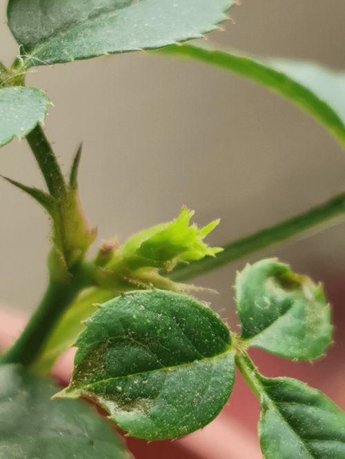花卉为何容易遭虫害侵扰？如何有效防治植物虫害