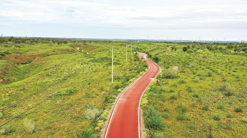 沙生植物的微型花园