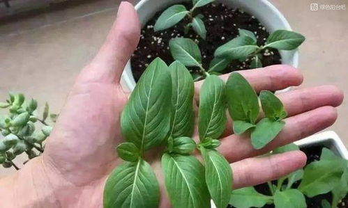 花生掐头是个啥嗯？