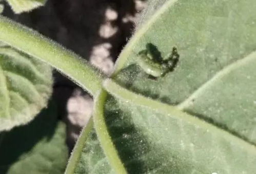 人工捉虫， 减少害虫为害