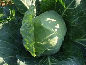 花卉保鲜技术：珍味鱼片加工的绿色秘诀