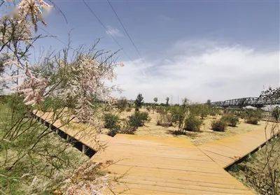 小黑河赏花胜地，月季花品种大揭秘！