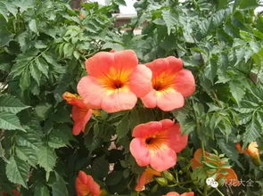 凌霄花的寓意与作用