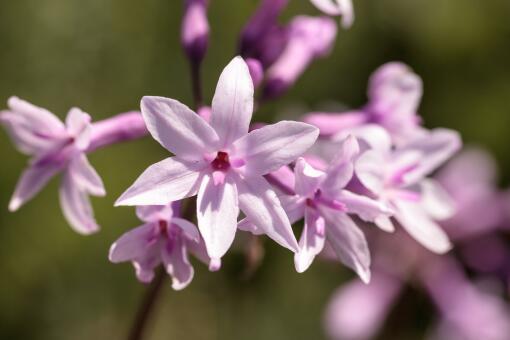 紫娇花的修剪时机