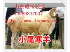 猪饲料成分能否直接用于鹅和羊羔的饲养，适合它们的营养需求吗？