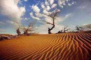 伊拉克的沙漠之美：探索适宜种植的树木与花卉