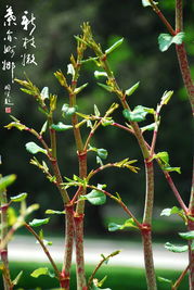 “rr断枝，如何巧妙嫁接