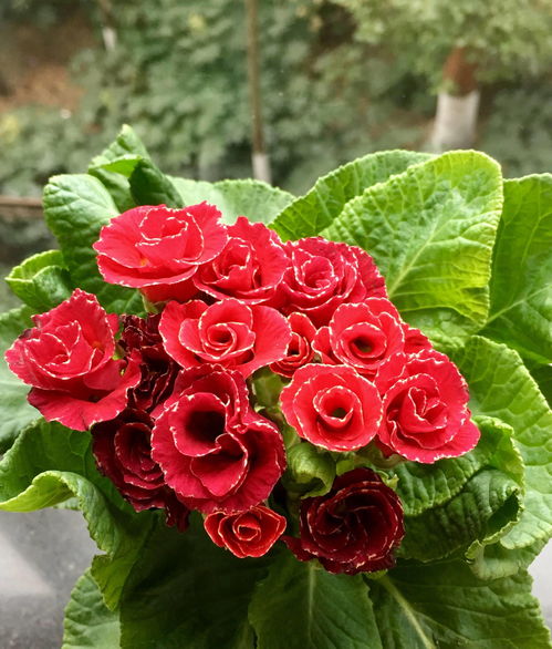 院里花池的美丽变身：耐寒花卉大盘点