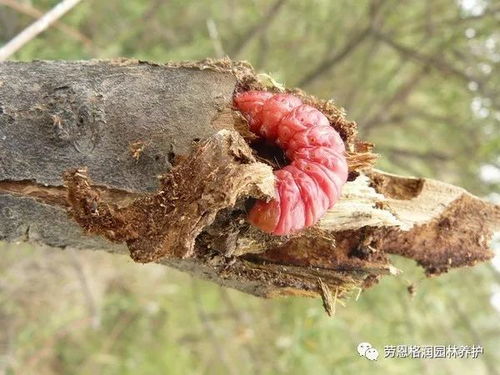红花蕉虫害防治中，哪些常见虫害的处理方法在蕉类植物常见虫害处理指南中有详细说明
