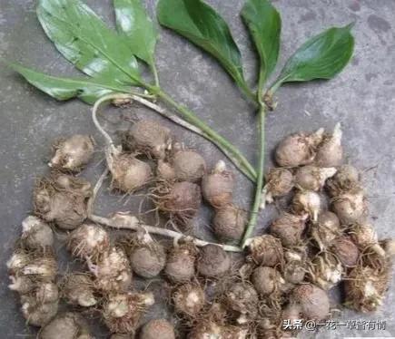 白芨的“位置”