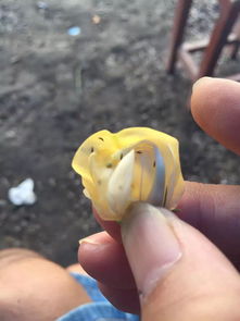 打戒马虫，选对农药是关键！