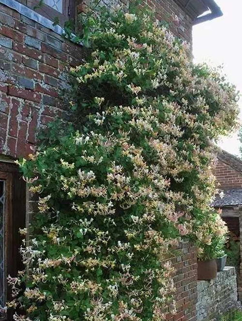种院子爬藤花风水好，选对品种家宅兴旺
