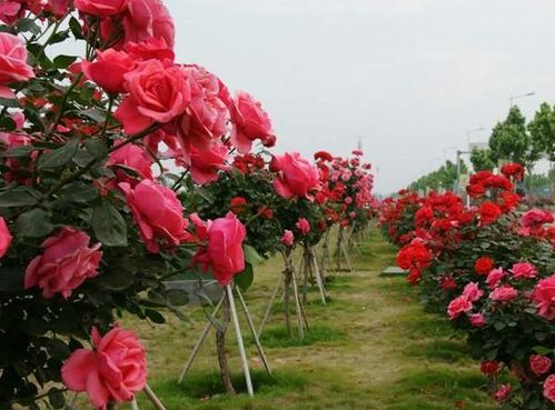 月季价格影响因素解析