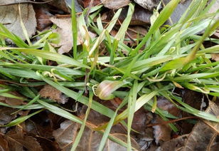 第一步：确认药害情况