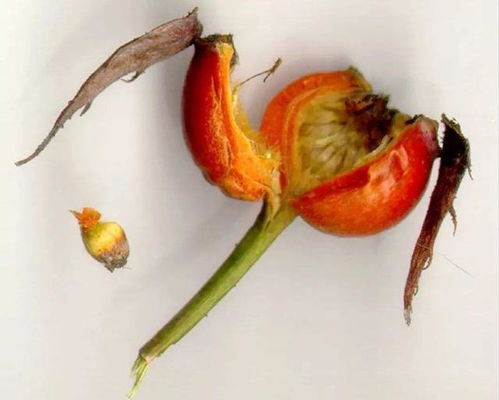 玫瑰花种子可依种植吗？