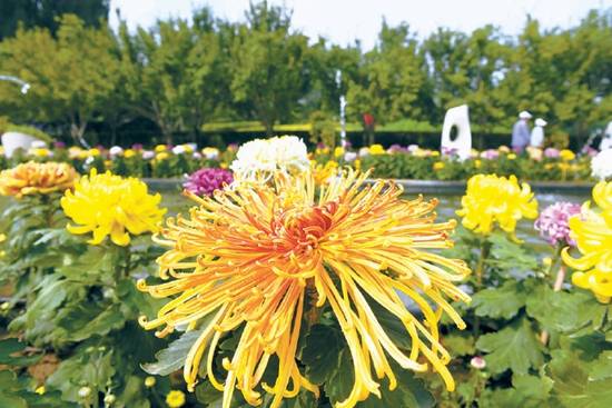 菊花文化节盛大开幕， 40万株菊花等你来赏