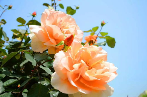 月季之花，富民根基