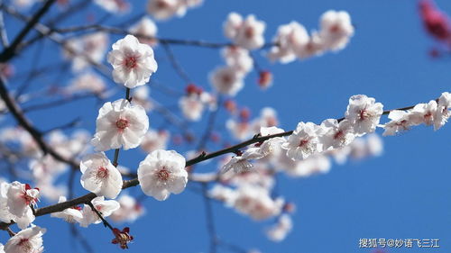 北向党逆袭配方