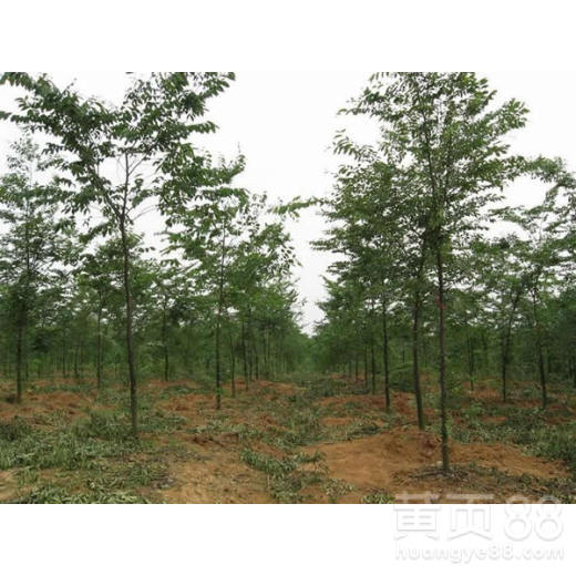 波斯菊花种子，格桑花种籽子四季播种